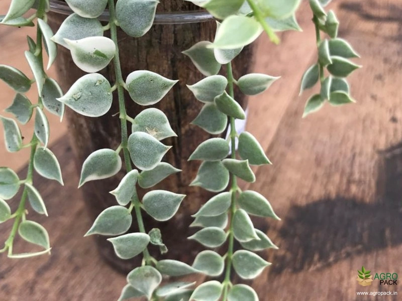 Million-Hearts-Variegated2