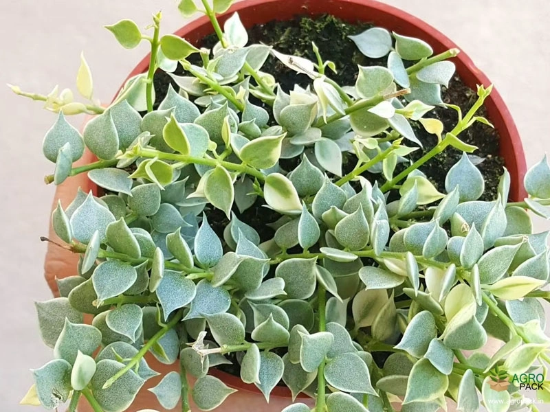 Million-Hearts-Variegated3