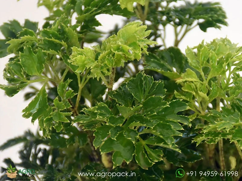 Ming-Aralia1