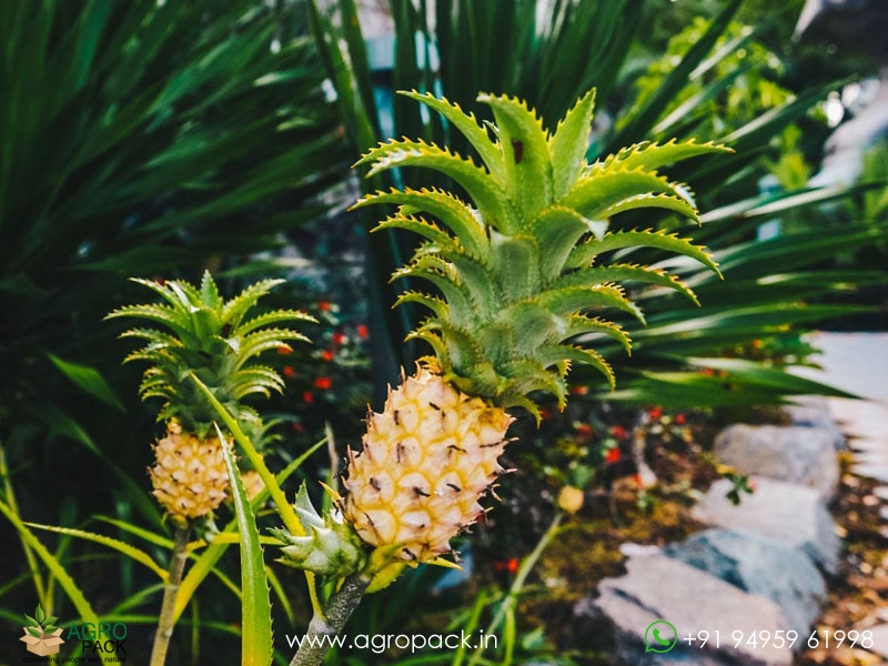 Miniature-Pineapple2