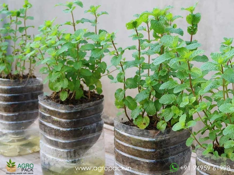 Mint-Pudina-genus-Mentha6