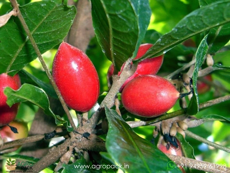 Miracle-Fruit2