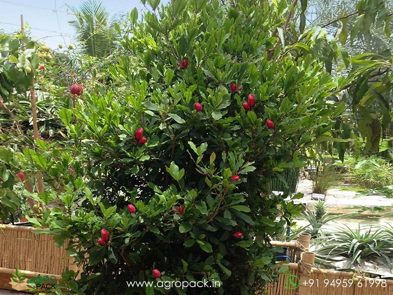 Miracle-Fruit3