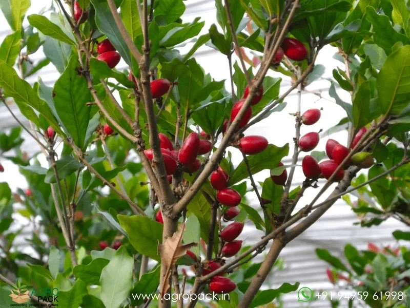 Miracle-Fruit4