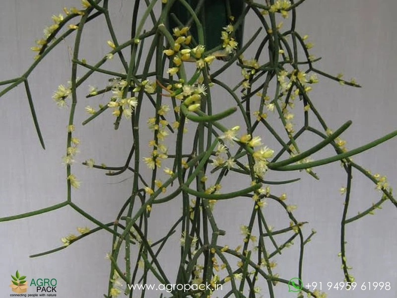 Mistletoe-Cactus-Rhipsalis-baccifera3