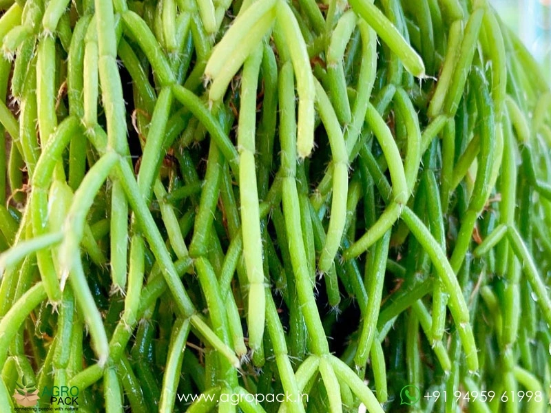 Mistletoe-Cactus-Rhipsalis-baccifera5