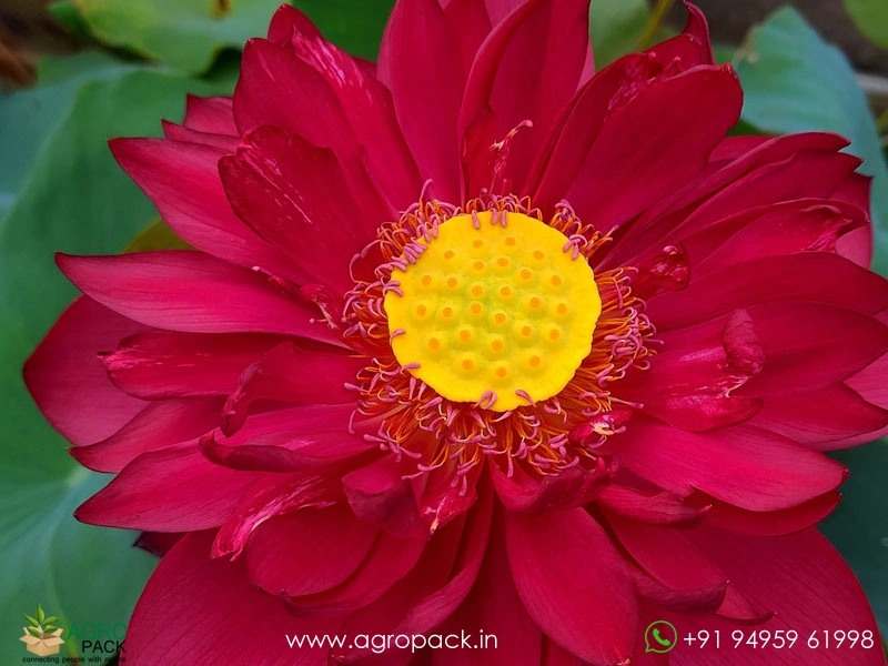 Mohong-Lotus2