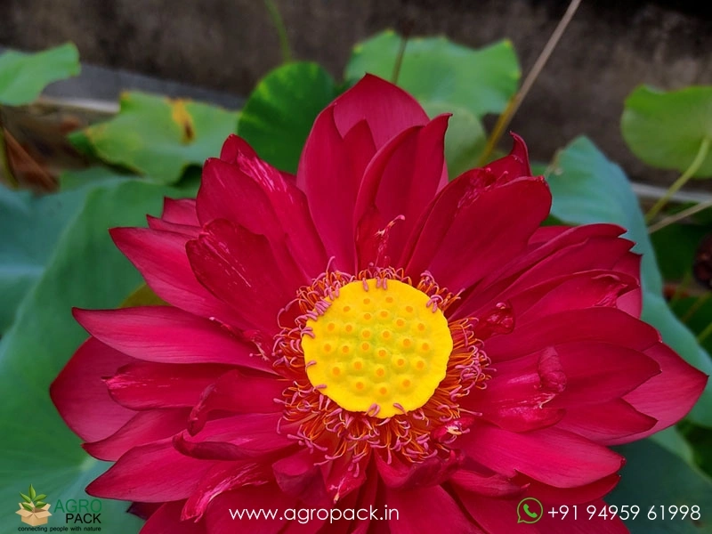 Mohong-Lotus3