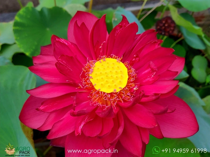 Mohong-Lotus5