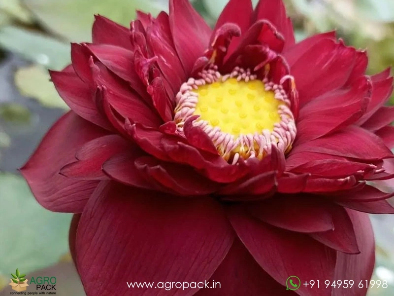 Mohong-Lotus6