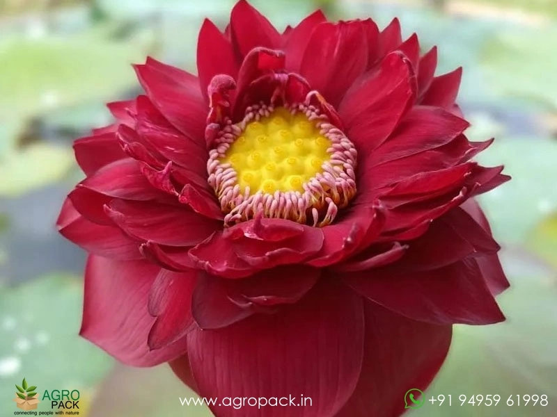 Mohong-Lotus7