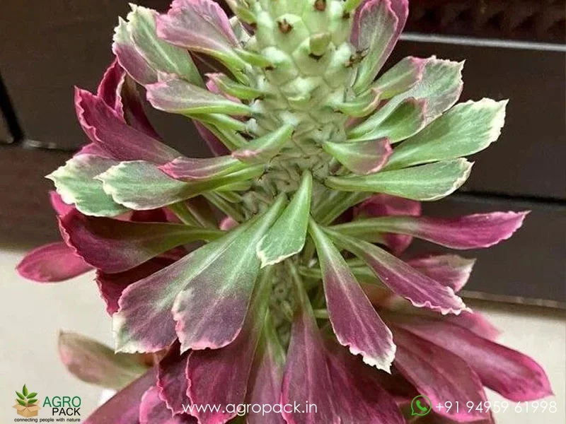 Monadenium-Stapelioides-Variegated1