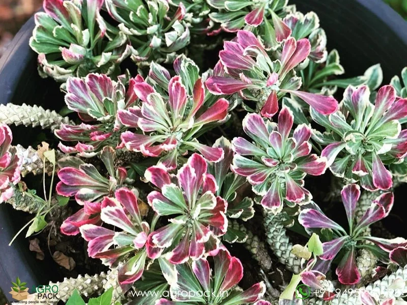 Monadenium-Stapelioides-Variegated2