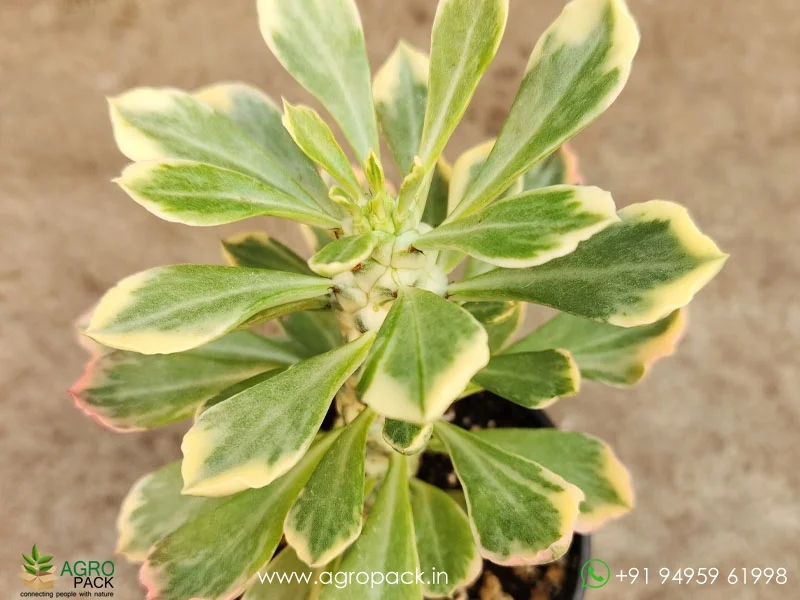 Monadenium-Stapelioides-Variegated3