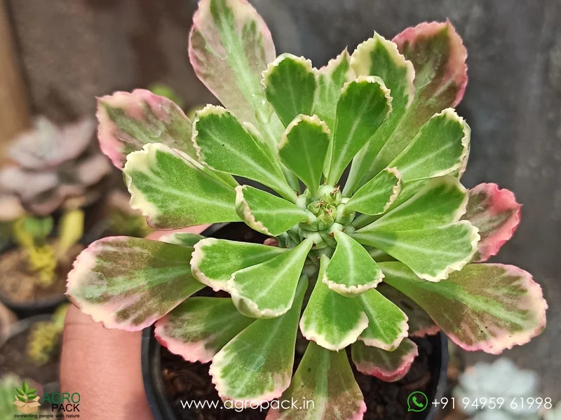 Monadenium-Stapelioides-Variegated4