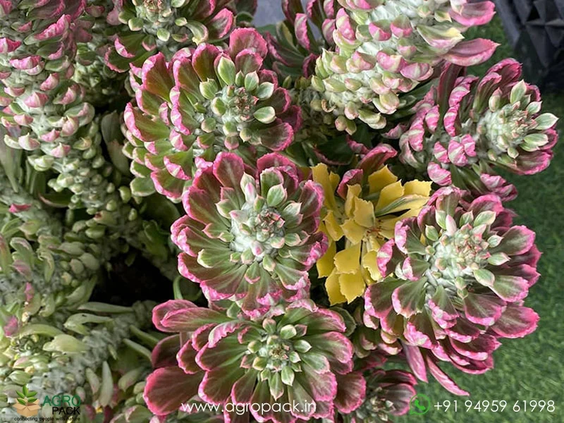 Monadenium-Stapelioides-Variegated5