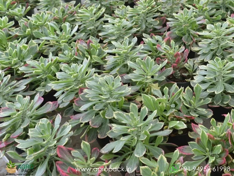 Monadenium-Stapelioides-Variegated6