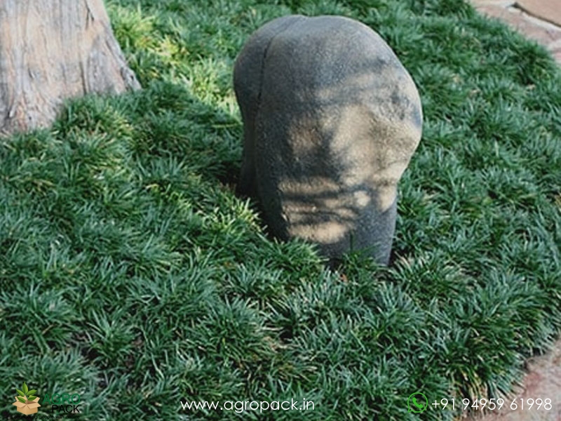 Mondo-Dwarf-Grass1