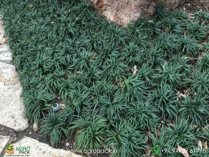 Mondo-Dwarf-Grass2