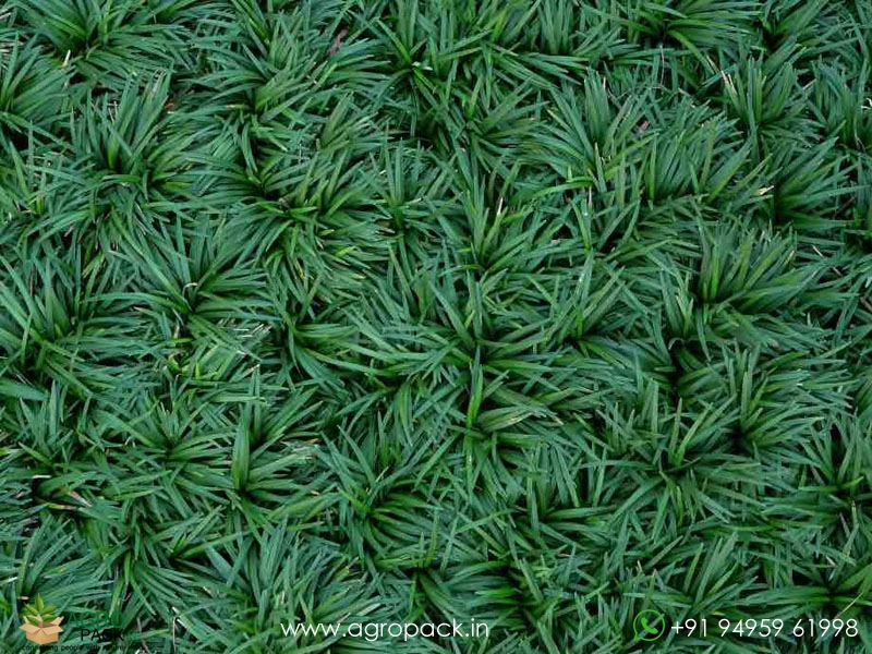 Mondo-Dwarf-Grass3