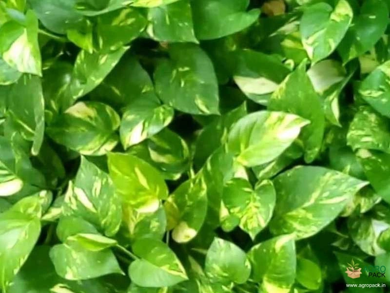 Money-Plant1