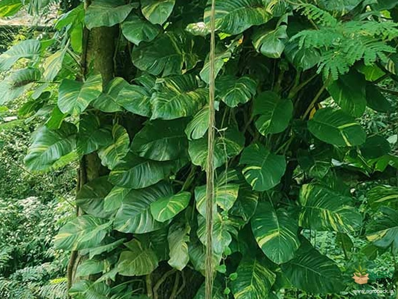 Money-Plant3