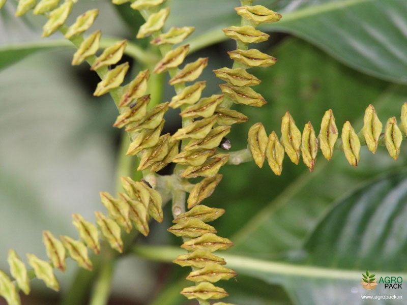Mongoose-plant1