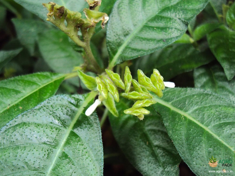 Mongoose-plant2