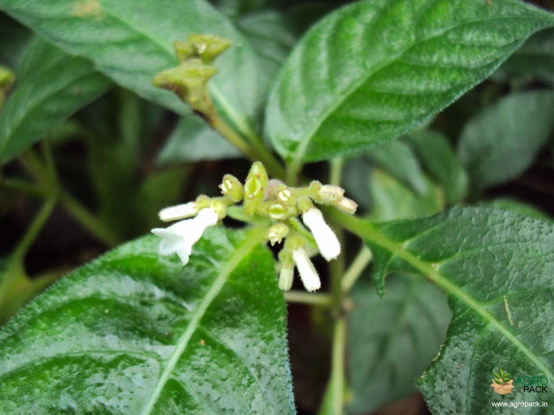 Mongoose-plant3