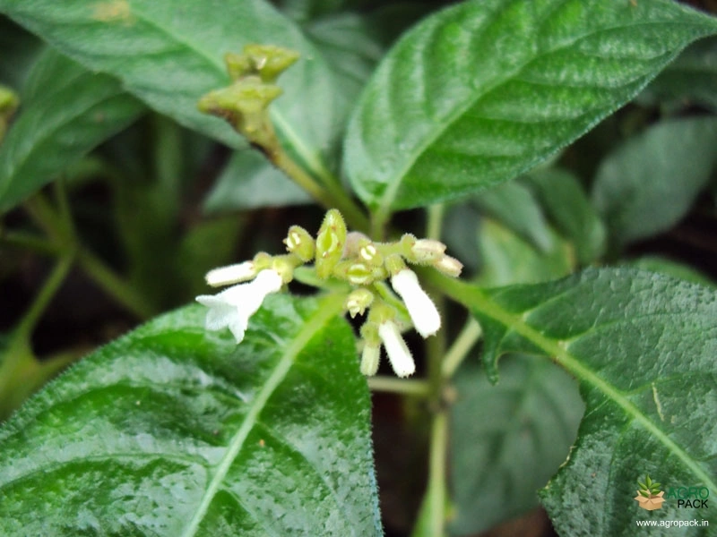 Mongoose-plant3