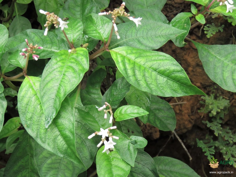 Mongoose-plant4