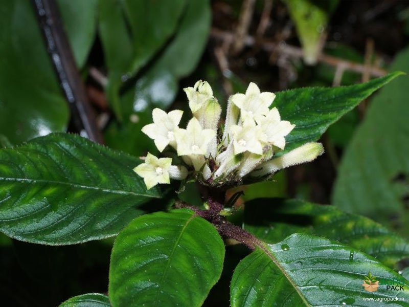 Mongoose-plant5