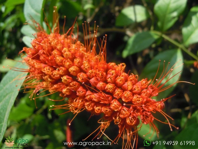 Monkey-Brush-Vine4