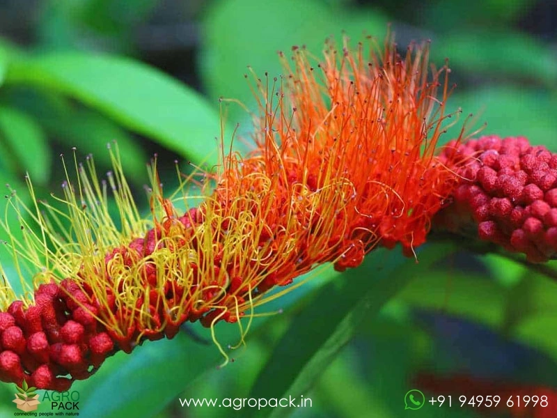 Monkey-Brush-Vine5