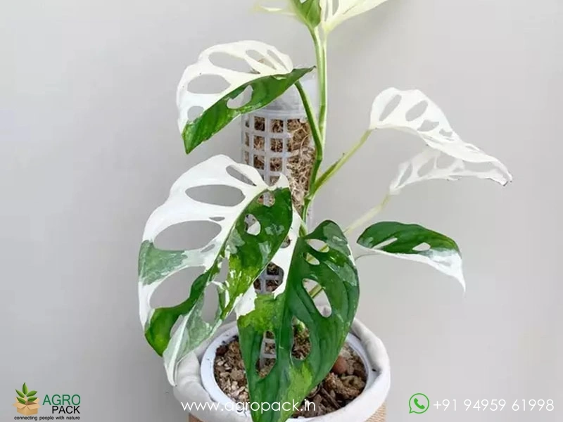 Monstera-Adansonii-albo2