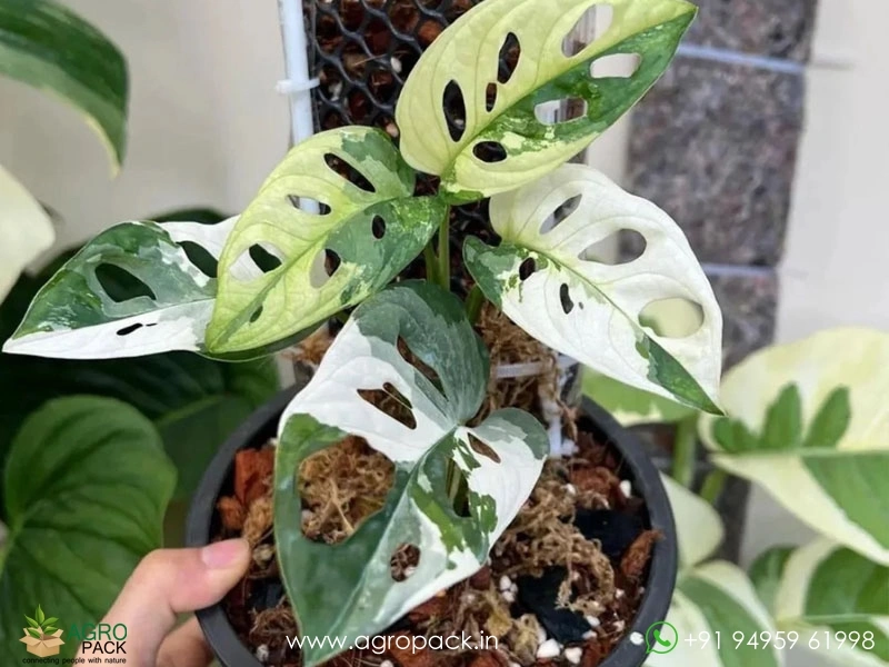 Monstera-Adansonii-albo4