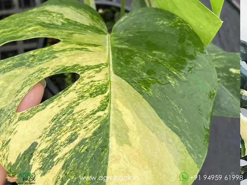 Monstera-Aurea-Variegated1
