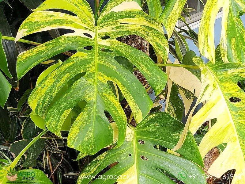 Monstera-Aurea-Variegated2