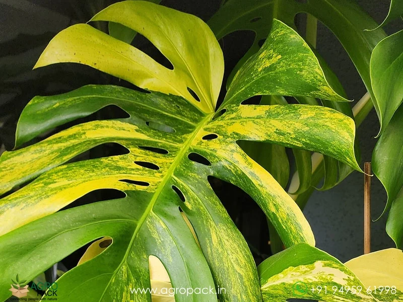 Monstera-Aurea-Variegated3
