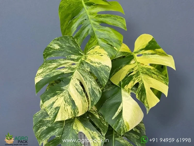 Monstera-Aurea-Variegated4