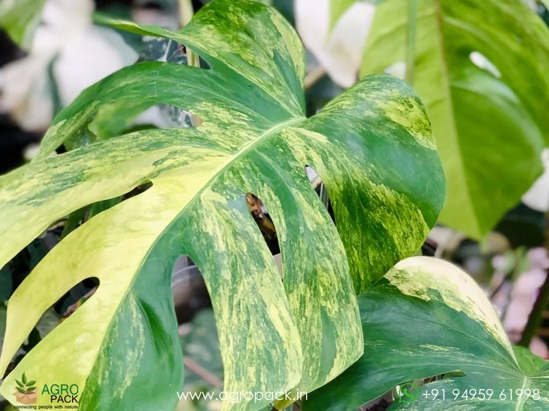 Monstera-Aurea-Variegated5