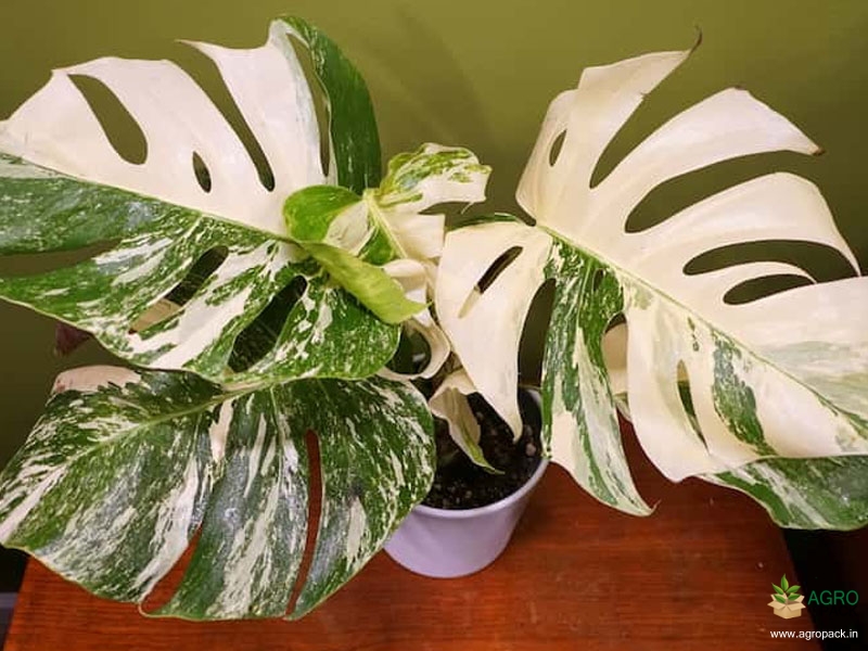 Monstera-Borsigiana-Variegata1