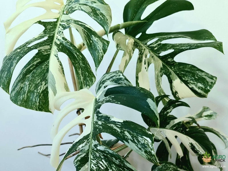 Monstera-Borsigiana-Variegata2