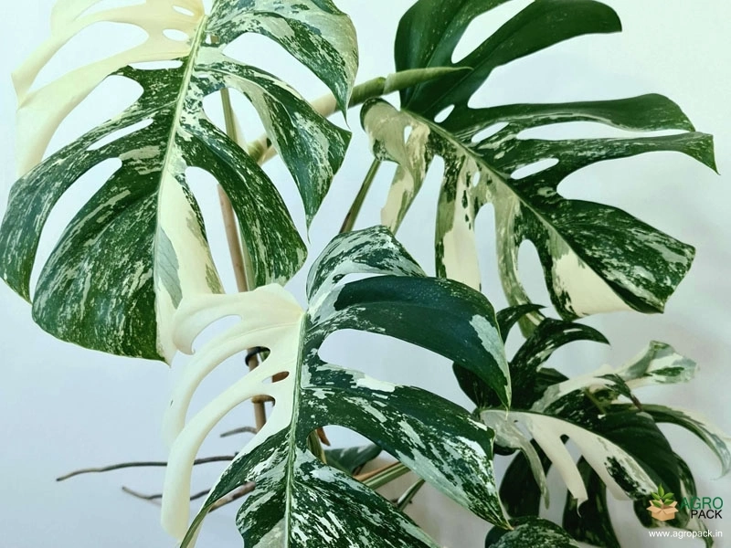 Monstera-Borsigiana-Variegata2
