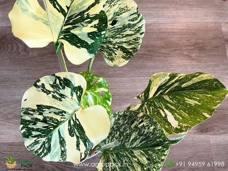 Monstera-Cream-Cheese1