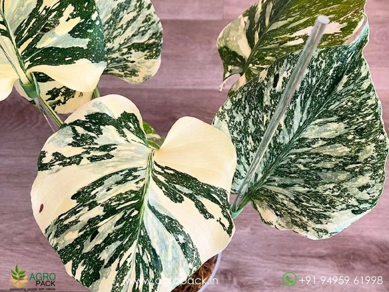 Monstera-Cream-Cheese2
