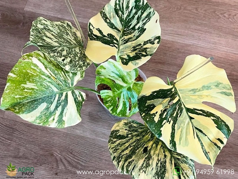 Monstera-Cream-Cheese3