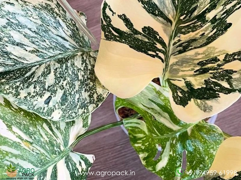 Monstera-Cream-Cheese4