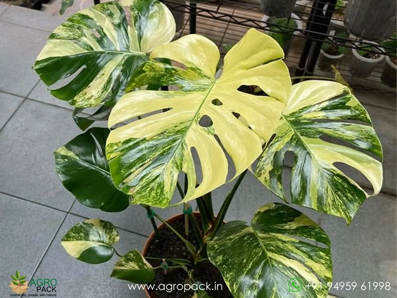 Monstera-Deliciosa-Yellow-Marilyn1