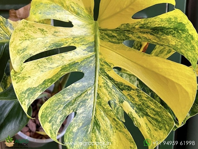 Monstera-Deliciosa-Yellow-Marilyn2